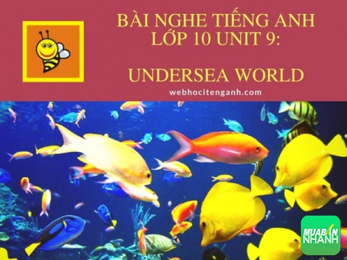 Bài nghe tiếng Anh lớp 10 Unit 9: Undersea World